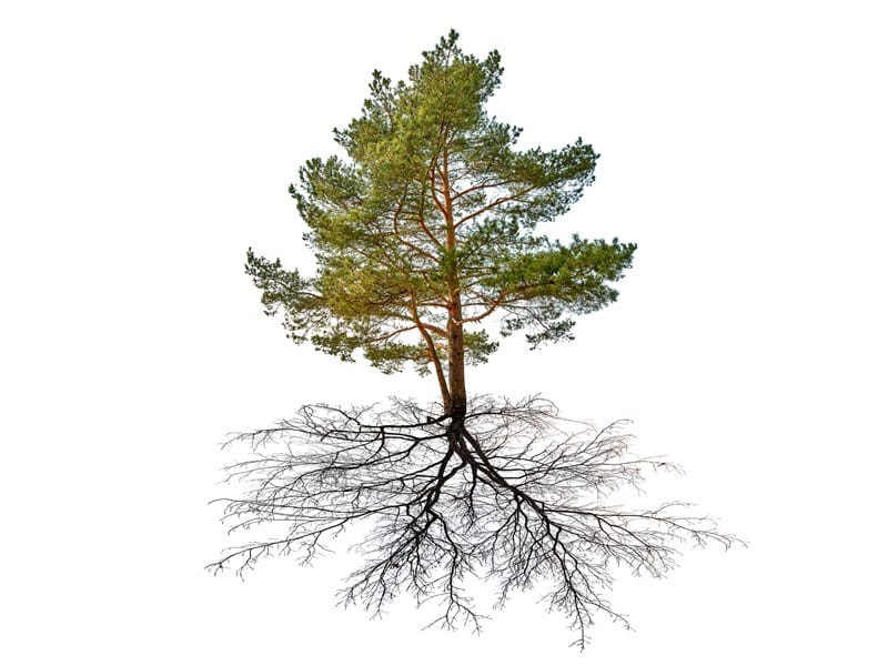 Træ med rødder
